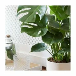 Pot Shop -Pot Shop P10000P2 add image 1 b74e