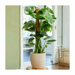 Pot Shop 10 Monstera deliciosa | Swiss Cheese Plant