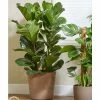 Fiddle Leaf Fig | Ficus Lyrata 1 Fiddle Leaf Fig | Ficus Lyrata -Pot Shop P10003P main image faec