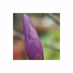 Magnolia 'Susan' -Pot Shop P20003 add image 2 d8b0