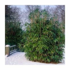 Arrow Bamboo | Pseudosasa japonica