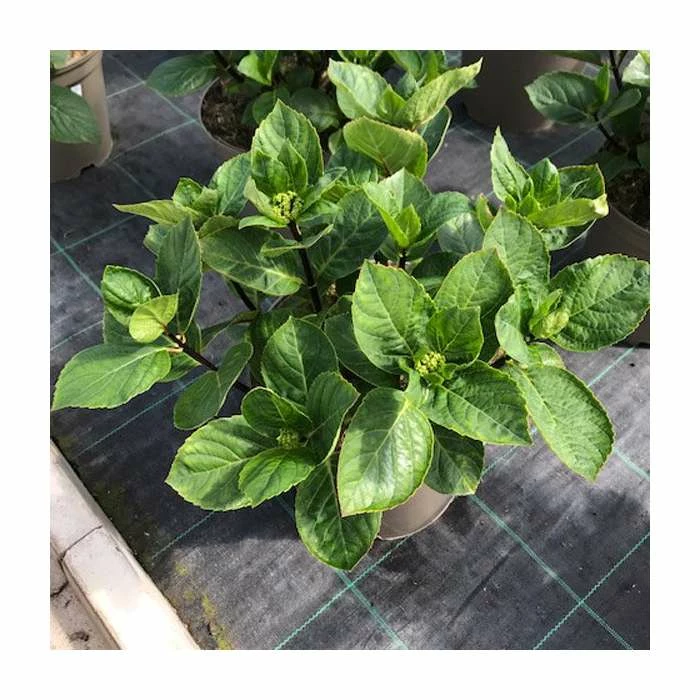 Hydrangea 'Rendez-vous Choco Chic' | 5L Pot 3 Hydrangea 'Rendez-vous Choco Chic' | 5L Pot