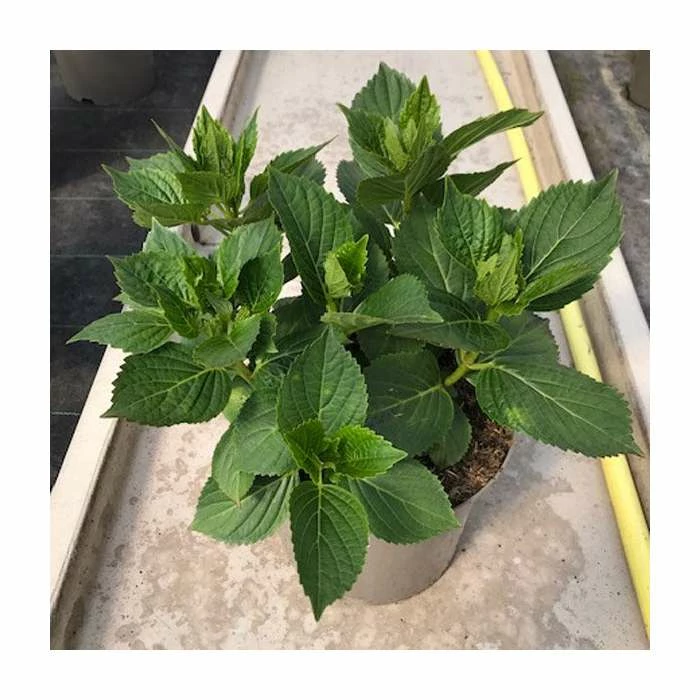 Hydrangea 'Rendez-vous Elegance' | 5L Pot 3 Hydrangea 'Rendez-vous Elegance' | 5L Pot