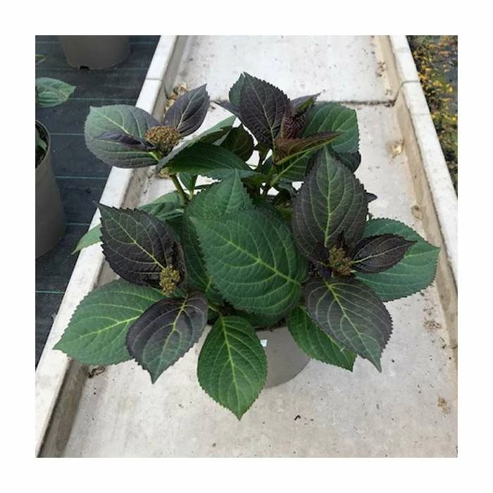 Hydrangea 'Rendez-vous Mademoiselle' | 5L Pot 3 Hydrangea 'Rendez-vous Mademoiselle' | 5L Pot