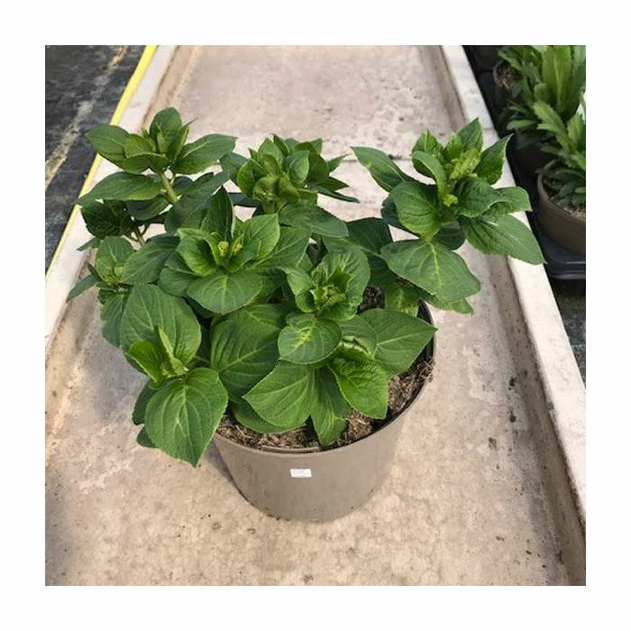 Hydrangea 'You & Me Forever Rose' | 5L Pot 3 Hydrangea 'You & Me Forever Rose' | 5L Pot