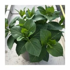 Hydrangea 'You & Me Romance Blue' | 5L Pot