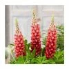 Lupin 'Bishops Tipple' | 5L Pot | West Country -Pot Shop P50130 main image cfcf
