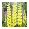 Lupin 'Desert Sun' | 5L Pot | West Country -Pot Shop P50132 main image f916