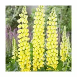 Lupin 'Desert Sun' | 5L Pot | West Country