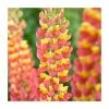 Lupin 'Gladiator' | 5L Pot | West Country -Pot Shop P50133 main image 32fc