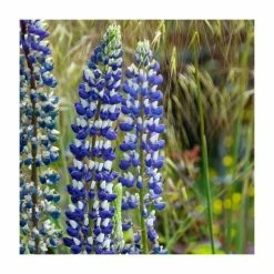 Lupin 'King Canute' | 5L Pot | West Country