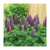 Lupin 'Masterpiece' | 5L Pot | West Country -Pot Shop P50136 main image ddcc