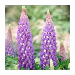 Lupin 'Persian Slipper' | 5L Pot | West Country