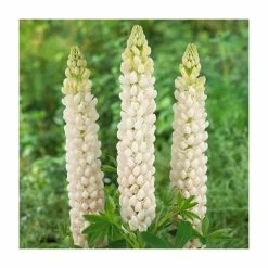 Lupin 'Polar Princess' | 5L Pot | West Country
