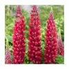 Lupin 'Red Rum' | 5L Pot | West Country -Pot Shop P50140 main image ffbf