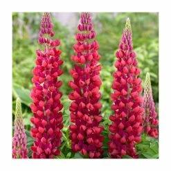 Lupin 'Red Rum' | 5L Pot | West Country