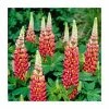 Lupin 'Tequila Flame' | 5L Pot | West Country -Pot Shop P50142 main image 4a0a