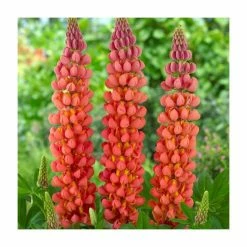 Lupin 'Terracotta' | 5L Pot | West Country