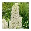 Delphinium 'Magic Fountain Pure White' -Pot Shop P50150 main image 0102