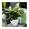 50cm Dieffenbachia 'Bali Hai' | Leopard Lily | 5L Pot -Pot Shop P50417 main image 0b96