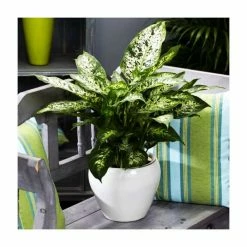 50cm Dieffenbachia 'Bali Hai' | Leopard Lily | 5L Pot