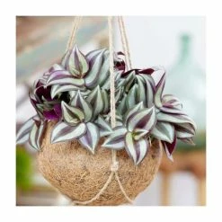 Tradescantia zebrina | Silver Inch Plant