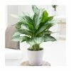 70cm Aglaonema 'Silver Bay' | Chinese Evergreen | 4L Pot -Pot Shop P50420 main image 1fe7