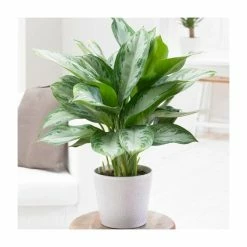 70cm Aglaonema 'Silver Bay' | Chinese Evergreen | 4L Pot