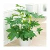 100cm Fatsia Japonica | Paperplant | Japanese Aralia | 5L Pot -Pot Shop P50421 main image 8592