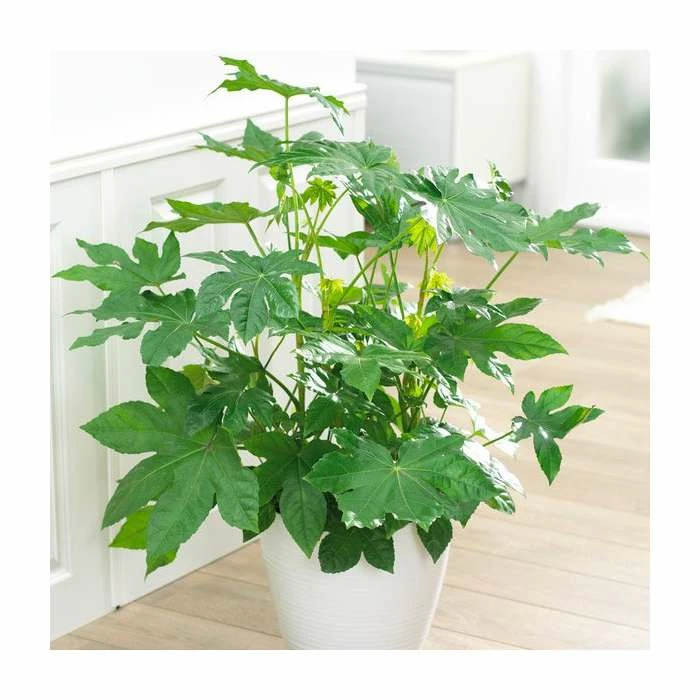 100cm Fatsia Japonica | Paperplant | Japanese Aralia | 5L Pot 3 100cm Fatsia Japonica | Paperplant | Japanese Aralia | 5L Pot
