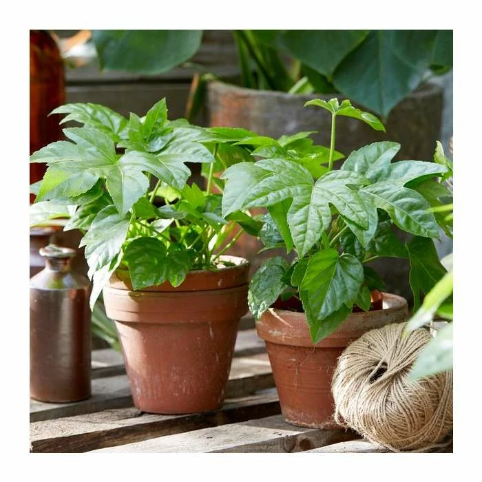 100cm Fatsia Japonica | Paperplant | Japanese Aralia | 5L Pot 4 100cm Fatsia Japonica | Paperplant | Japanese Aralia | 5L Pot - Image 2