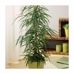 Long Leaf Fig | Ficus binnendijkii 'Alii'