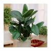 Rubber Plant | Ficus robusta -Pot Shop P50423 main image 7bbf