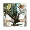 Ficus Elastica 'Adibjan' | Rubber Plant -Pot Shop P50425 main image bc7c