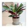 90cm Calathea 'Triostar' | 10L Pot -Pot Shop P50428 main image 6383