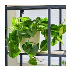 Philodendron Scandens | Heart Leaf Philodendron