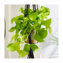 Golden Pothos | Devil's Ivy | Epipremnum aureum
