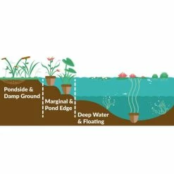 Scouring Rushes | Equisetum hyemale -Pot Shop PL0913 add image 1 575b