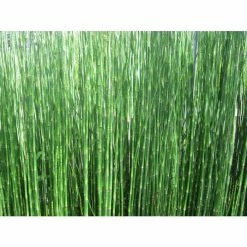 Scouring Rushes | Equisetum hyemale -Pot Shop PL0913 add image 2 ed06