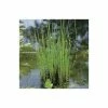 Scouring Rushes | Equisetum hyemale -Pot Shop PL0913 main image c6ac