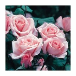 Congratulations| Hybrid Tea Rose -Pot Shop PL11001 add image 1 95cd