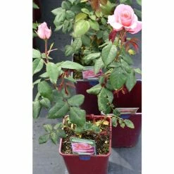 Congratulations| Hybrid Tea Rose -Pot Shop PL11001 add image 2 a851