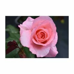 Congratulations| Hybrid Tea Rose -Pot Shop PL11001 add image 3 5f86