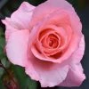 Congratulations| Hybrid Tea Rose
