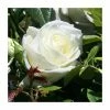Silver Anniversary | Hybrid Tea Rose 2 Silver Anniversary | Hybrid Tea Rose -Pot Shop PL11006 main image 67cf