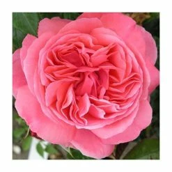 Special Anniversary | Hybrid Tea Rose 10 Special Anniversary | Hybrid Tea Rose -Pot Shop PL11007 add image 1 a101