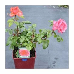 Special Anniversary | Hybrid Tea Rose 11 Special Anniversary | Hybrid Tea Rose -Pot Shop PL11007 add image 2 6599