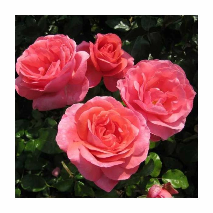 Special Anniversary | Hybrid Tea Rose 7 Special Anniversary | Hybrid Tea Rose - Image 5