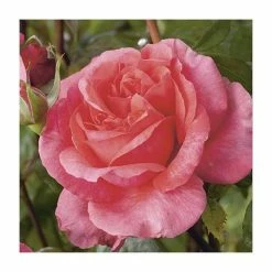 Special Anniversary | Hybrid Tea Rose 13 Special Anniversary | Hybrid Tea Rose -Pot Shop PL11007 add image 4 239c