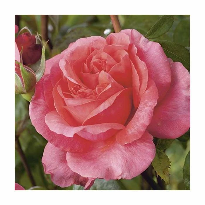 Special Anniversary | Hybrid Tea Rose 8 Special Anniversary | Hybrid Tea Rose - Image 6